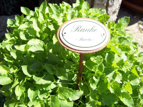 Kräuternamenschild Rauke