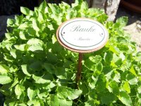 Kräuternamenschild Rauke