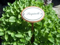 Kräuternamenschild Pimpinelle