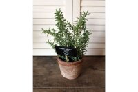 Kunstpflanze Thymian AT Topf