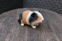 Dekofigur Meerschweinchen