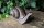 Gartenfigur Schnecke mit Haus