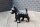 Dekofigur Hund antikschwarz