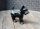 Dekofigur Hund